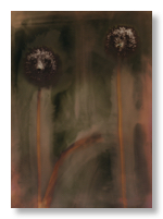 lumen 126 30X40