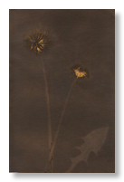 lumen 127 13X18