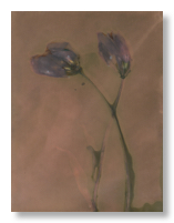 lumen 101 18X24