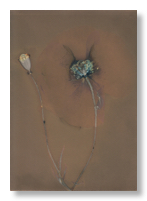 lumen 52 9X12,5