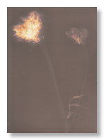 lumen 58 13X18