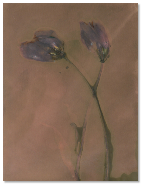 lumen 101 18X24