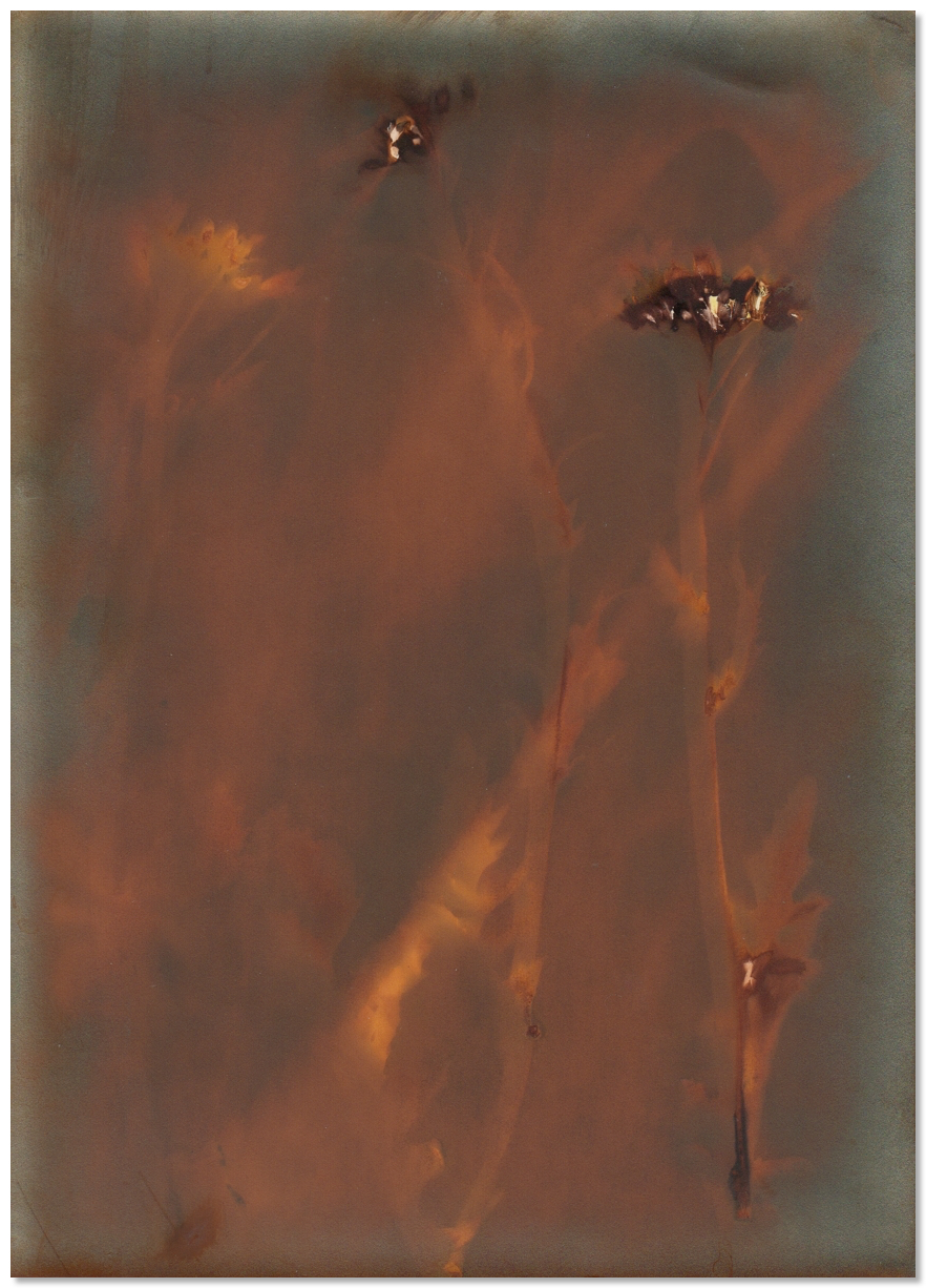 lumen 55 13X18