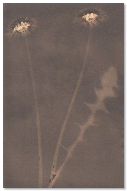 Lumen 135