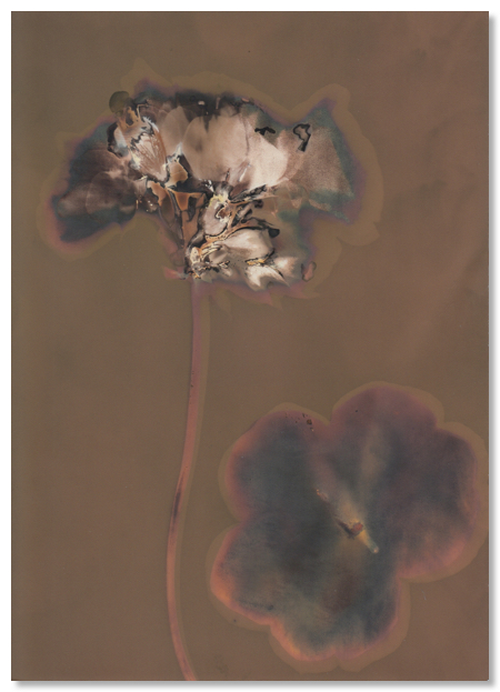lumen 82 13X18