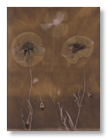 Lumen 25:18 24X30
