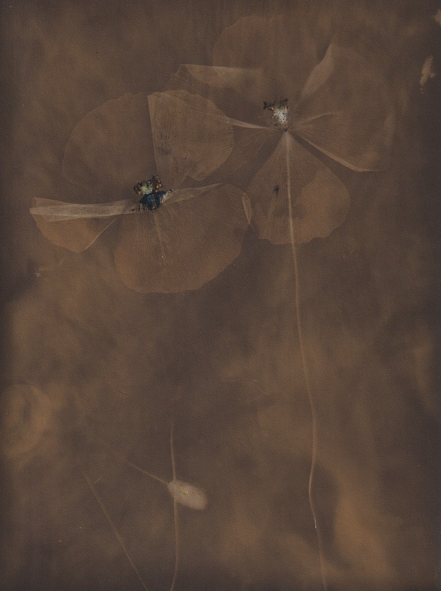 Lumen 25:7 13X18